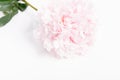 Romantic banner, delicate white peonies flowers close-up. Fragrant pink petals Royalty Free Stock Photo