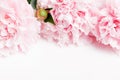 Romantic banner, delicate white peonies flowers close-up. Fragrant pink petals Royalty Free Stock Photo