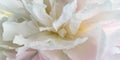 Romantic banner, delicate white peonies flowers close-up. Fragrant pink petals Royalty Free Stock Photo