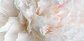 Romantic banner, delicate white peonies flowers close-up. Fragrant pink petals Royalty Free Stock Photo