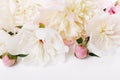 Romantic banner, delicate white peonies flowers close-up. Fragrant pink petals Royalty Free Stock Photo