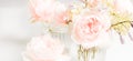 Romantic banner, delicate white roses flowers close-up. Fragrant crem pink petals Royalty Free Stock Photo