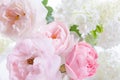 Romantic banner, delicate white roses flowers close-up. Fragrant crem pink petals Royalty Free Stock Photo