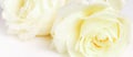 Romantic banner, delicate white roses flowers close-up. Fragrant crem yellow petals Royalty Free Stock Photo