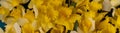 Romantic banner, delicate yellow daffodils flowers close-up. Full size Royalty Free Stock Photo