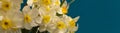 Romantic banner, delicate yellow daffodils flowers close-up. Full size. ÃÂopi space, Indigo background Royalty Free Stock Photo