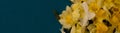 Romantic banner, delicate yellow daffodils flowers close-up. Full size. ÃÂopi spaceI, ndigo background Royalty Free Stock Photo