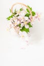 A romantic basket of beautiful white and pink clematis flowers with green shots. Copy space. White background. Royalty Free Stock Photo