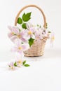 A romantic basket of white and pink clematis flowers with green Royalty Free Stock Photo