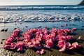 romantic beach of love rose petals on the wide coastline pragma