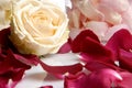 Romantic Beautiful pink and white roses flowers Royalty Free Stock Photo