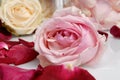 Romantic Beautiful pink and white roses Petals wit Royalty Free Stock Photo