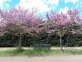 Romantic bench in the middle of two trees full of pink flowers