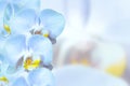 Romantic blue orchids flowers Royalty Free Stock Photo