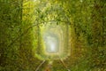Romantic Branch in the Ukrainian Tunnel of Love in Klevan