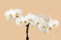 Romantic branch of white orchid on beige