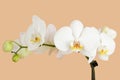 Romantic branch of white orchid