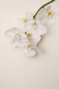 Romantic branch of white orchid