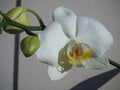 Romantic branch of white orchid, blooming white orchid closeup