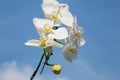 Romantic branch of white orchid
