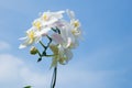 Romantic branch of white orchid