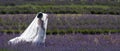 Romantic bride wearing white dress and veil catches the light standing amongst the rows of lavender at Snowshill Lavender, UK