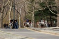 Romantic carriage rides in Central Park, New York