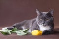 Romantic cat laying near yellow flower