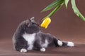 Romantic cat sniffs tulip flower