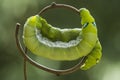 Romantic Caterpillar on Unique Branch