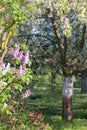 Romantic cherry blossom tree with purple lilac blooming in springtime