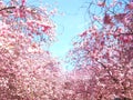 romantic cherry tree blossom trees Royalty Free Stock Photo