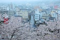 Romantic cherry trees in full bloom in Tsuyama City Royalty Free Stock Photo