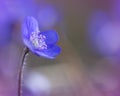 blue and purple hepatica nobilis or liverwort in forest in early spring Royalty Free Stock Photo