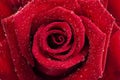 Romantic close up of Rain falling on Red Rose.