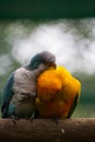 Colorful parrots in the aviary. Birds in the park. Royalty Free Stock Photo