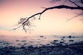 Romantic colorful sunset at wavy sea. Stony beach with tree and pink sky in water mirror Royalty Free Stock Photo