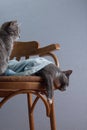 Romantic composition with a chair and cats