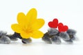 Romantic composition with crocus flower, willow twig and two red wooden hearts, white background Royalty Free Stock Photo