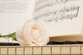 Romantic concept - white rose on piano keys