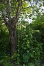 Romantic corner of an overgrown garden. Young shoots of morning glory stretch upward along ropes tied to the branches Royalty Free Stock Photo