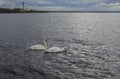 Romantic couple of mute swans Cygnus olor on the Baltic sea Royalty Free Stock Photo