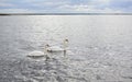 Romantic couple of mute swans Cygnus olor on the Baltic sea Royalty Free Stock Photo