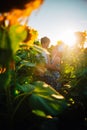 Romantic couple standing and kissing on background summer field sunflower sunset Royalty Free Stock Photo