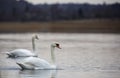 Romantic couple of swans are on lake