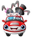 Romantic couples cartoon rabbit driving a car