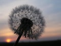 Romantic dandelion sunset Royalty Free Stock Photo