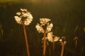 Romantic dandelions Royalty Free Stock Photo