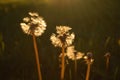 Romantic dandelions