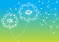 Romantic dandelions background Royalty Free Stock Photo